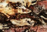 Colorful, Polished Petrified Wood Slab - Cherry Creek, NV #305085-1